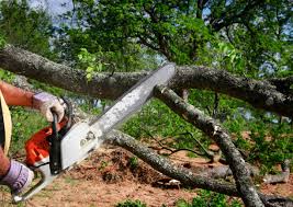 Professional Tree Services in North Newton, KS