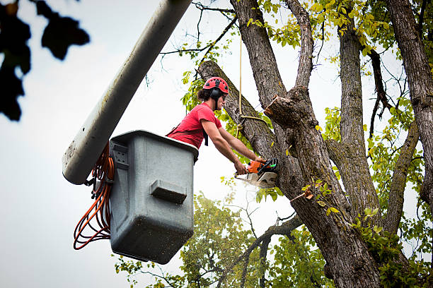 Why Choose Our Tree Removal Services in North Newton, KS?